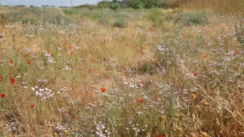 RAN_5900.jpg